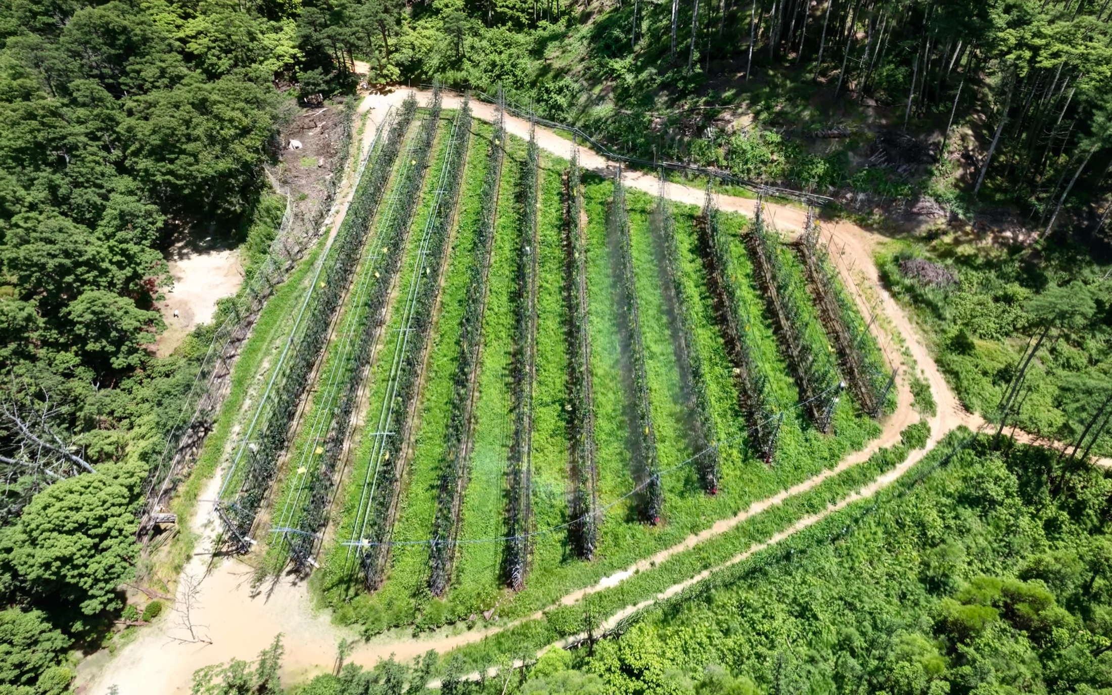 사과밭 · 주왕산 · 관수시설